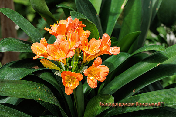 106372 05 2025 Kopperhead