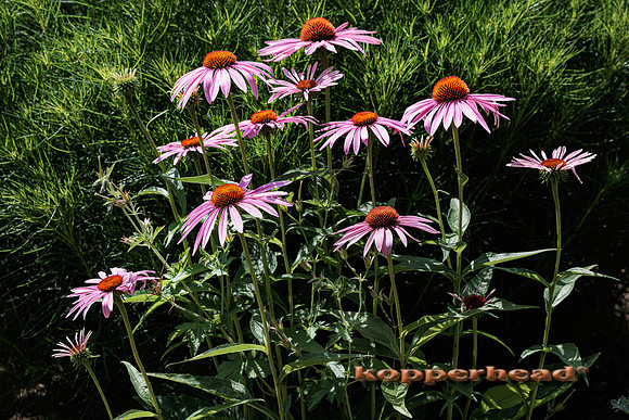 91770 07 2024 Kopperhead