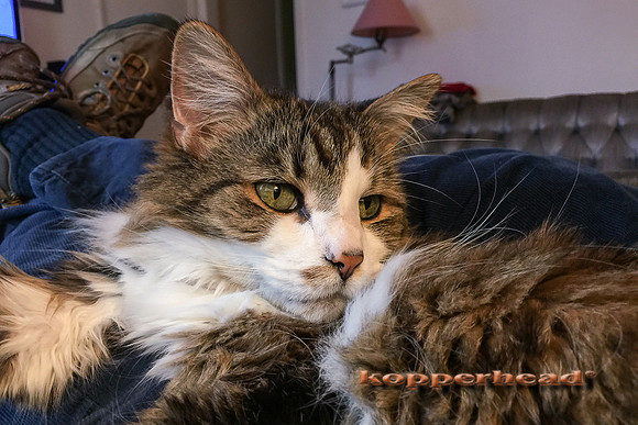 30412 04 2015 Kopperhead