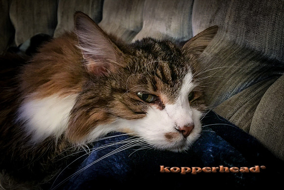 35659 01 2019 Kopperhead