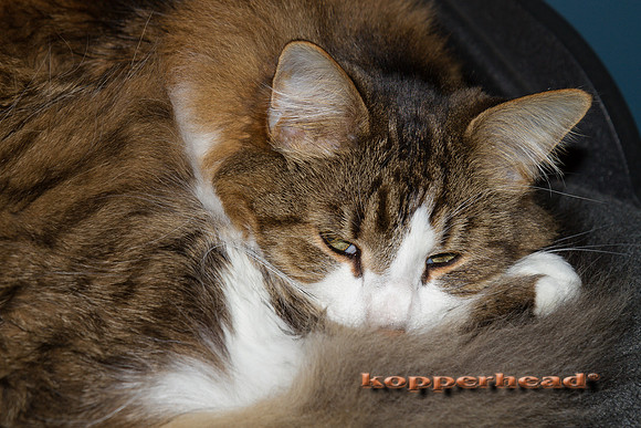 03423 04 2010 Kopperhead