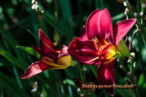 38740 07 2015 Kopperhead