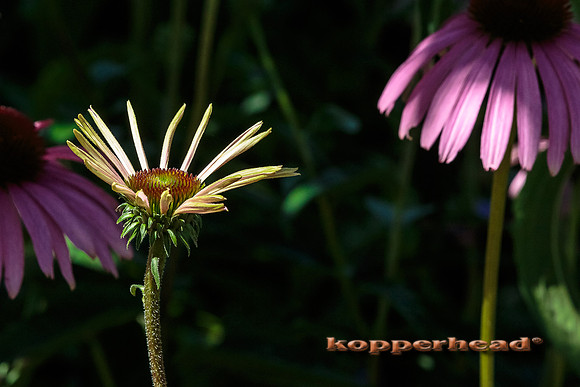 38941 07 2015 Kopperhead