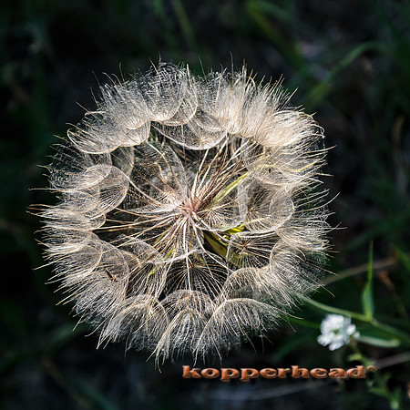 57985 07 2016 Kopperhead