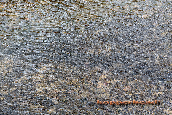 48403 02 2016 Kopperhead