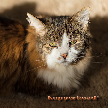 00004 11 2016 Kopperhead