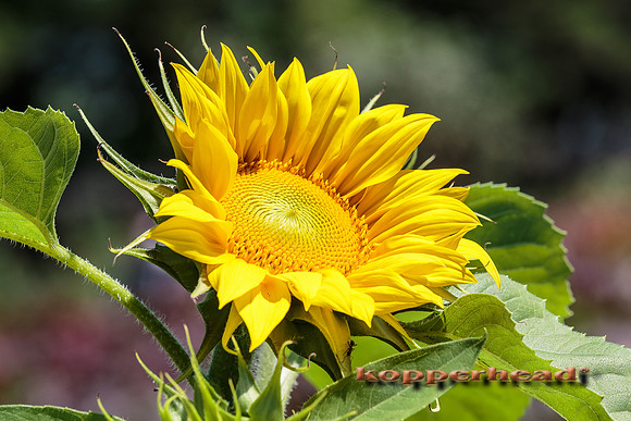 38950 07 2015 Kopperhead