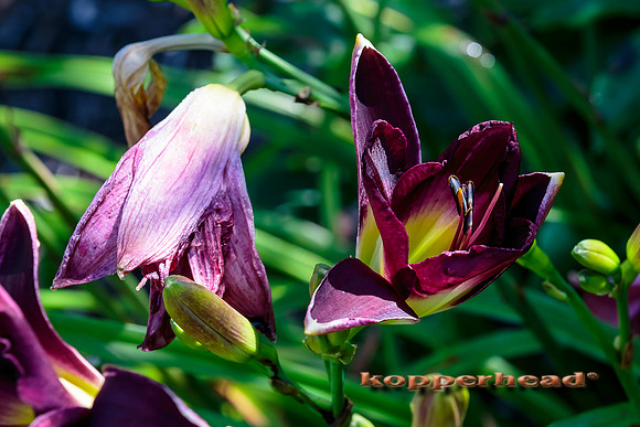 38815 07 2015 Kopperhead