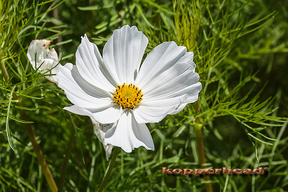 38956 07 2015 Kopperhead