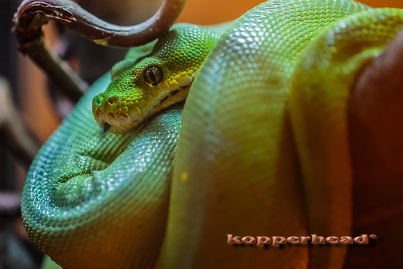 50311 04 2016 Kopperhead