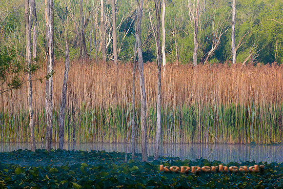 51599 05 2016 Kopperhead