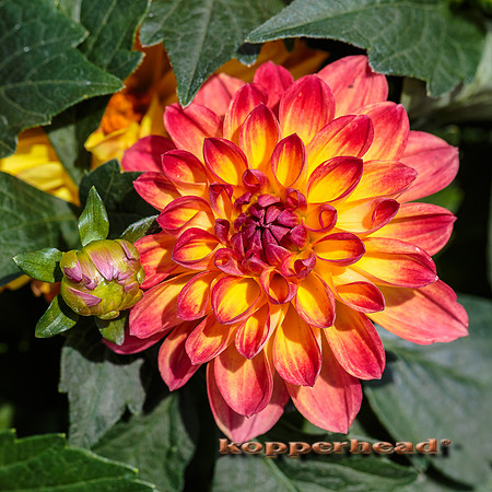 52403 06 2016 Kopperhead