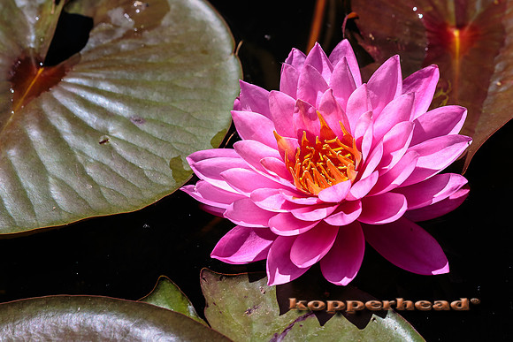 52662 06 2016 Kopperhead