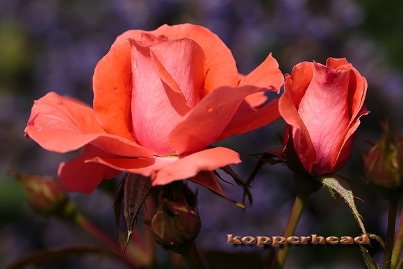 52406 06 2016 Kopperhead