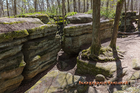 05545 04 2017 Kopperhead