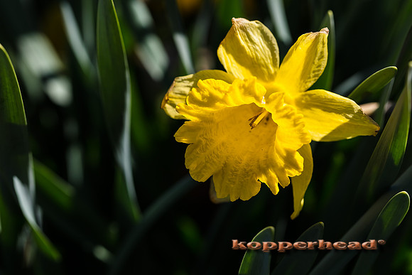 04870 04 2017 Kopperhead