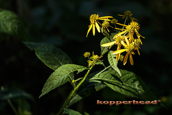61150 09 2016 Kopperhead
