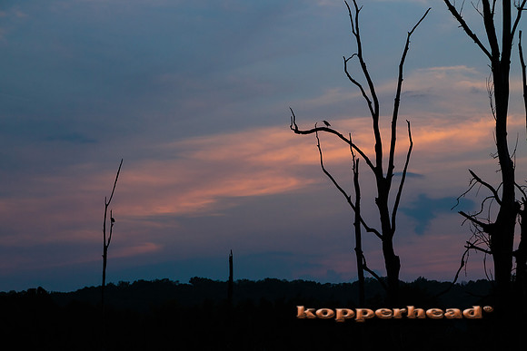 41084 09 2015 Kopperhead