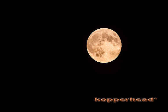 65620 08 2014 Kopperhead