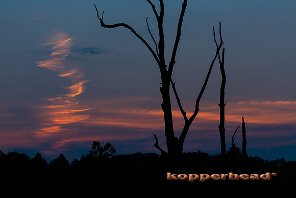 41088 09 2015 Kopperhead