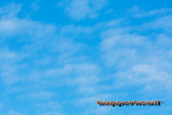 26573 10 2014 Kopperhead