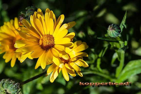 42072 10 2015 Kopperhead