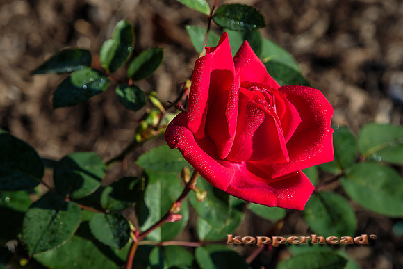 44289 10 2015 Kopperhead