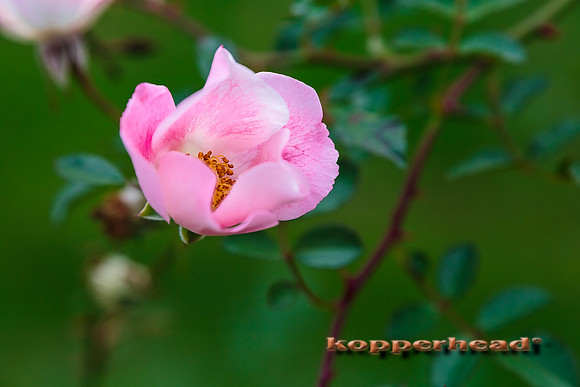 43296 10 2015 Kopperhead