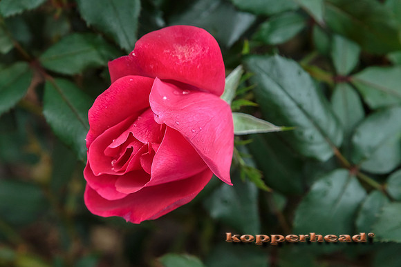 43303 10 2015 Kopperhead