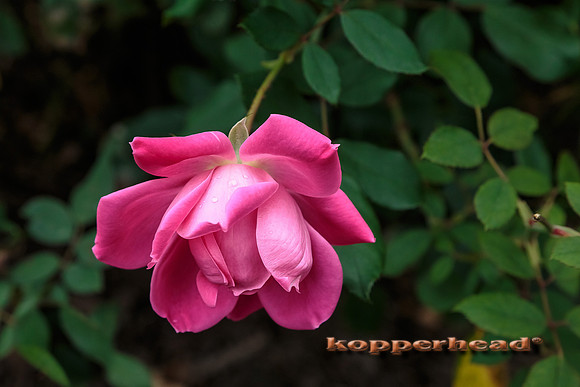 43302 10 2015 Kopperhead