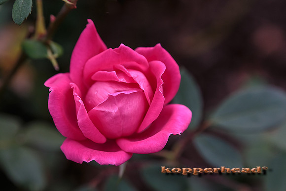 43270 10 2015 Kopperhead