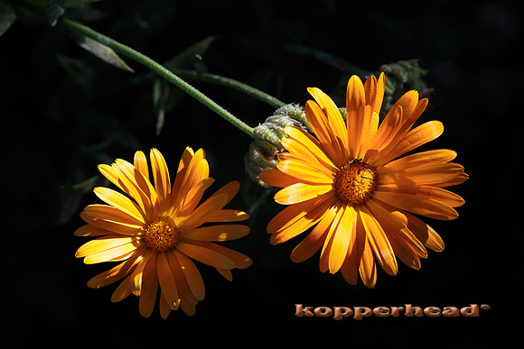 42073 10 2015 Kopperhead