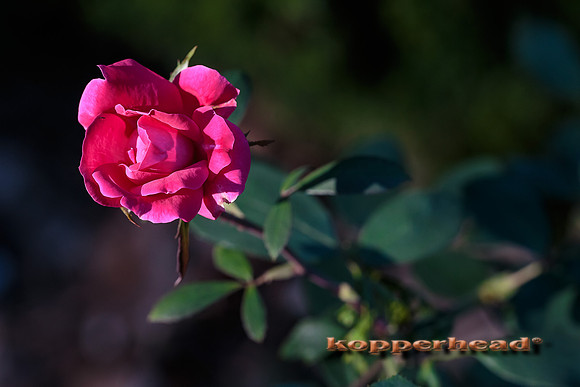 42028 10 2015 Kopperhead