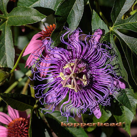 42021 10 2015 Kopperhead