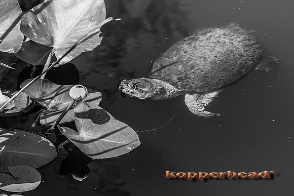 23916 07 2014 Kopperhead