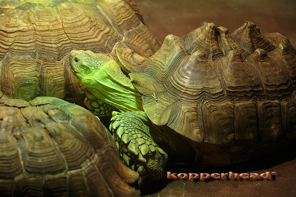 47651 01 2016 Kopperhead