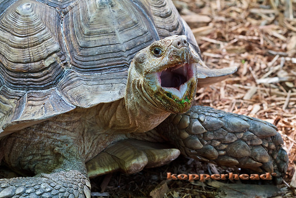 28870 05 2011 Kopperhead