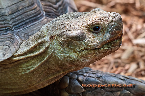 28872 05 2011 Kopperhead