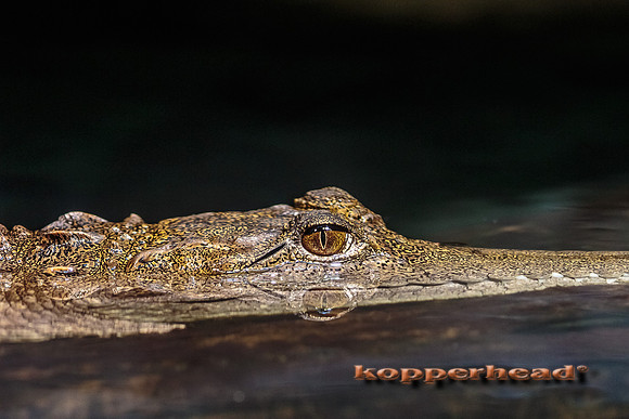 22074 06 2014 Kopperhead