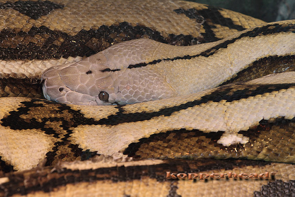 09749x 08 2010 Kopperhead