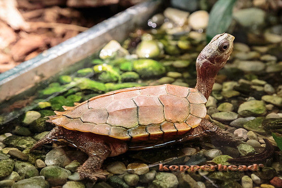34472 06 2015 Kopperhead