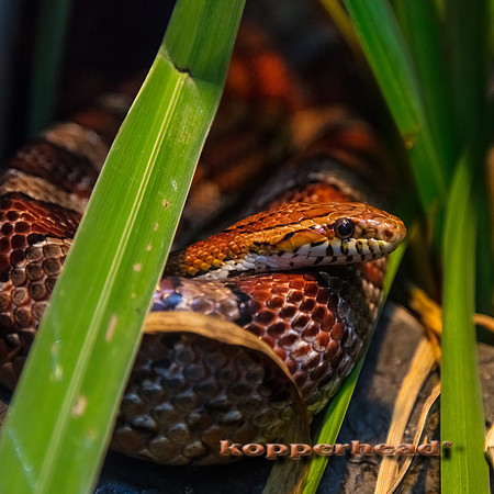 29264 08 2018 Kopperhead