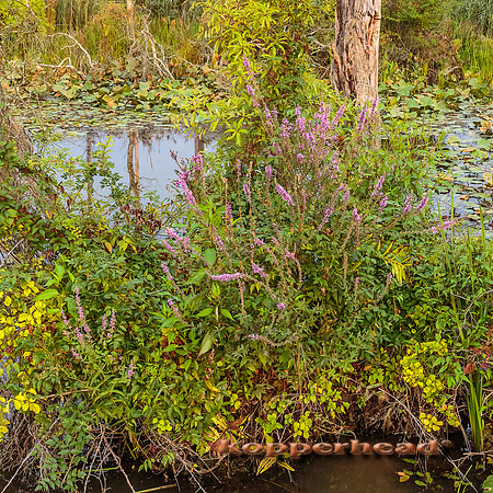 40921 08 2015 Kopperhead