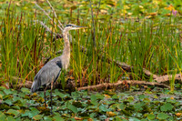 Beaver Marsh Summer & Herons