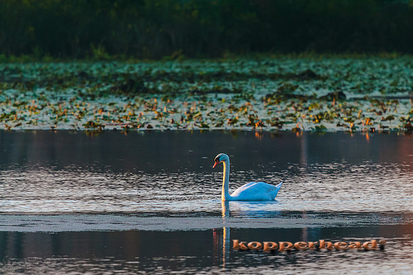 63547 10 2013 Kopperhead