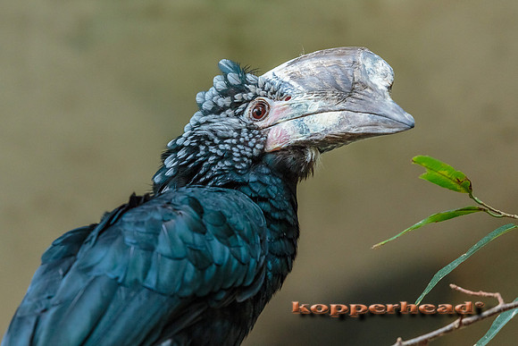 09535 08 2013 Kopperhead