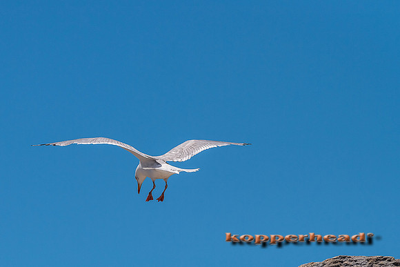 64901 07 2014 Kopperhead