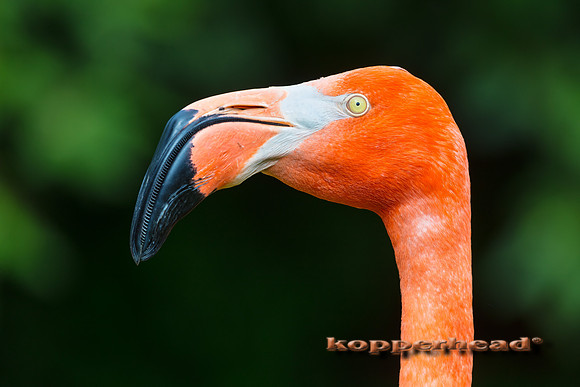 37304 05 2019 Kopperhead
