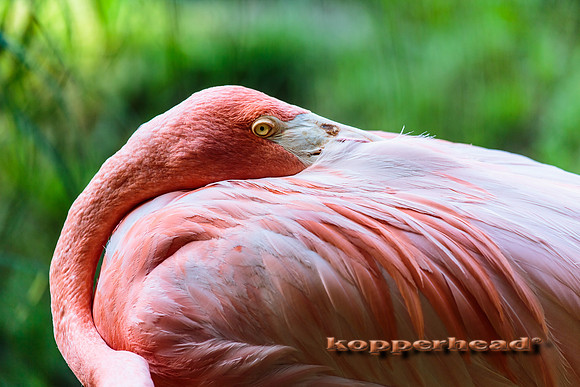 21698 06 2014 Kopperhead