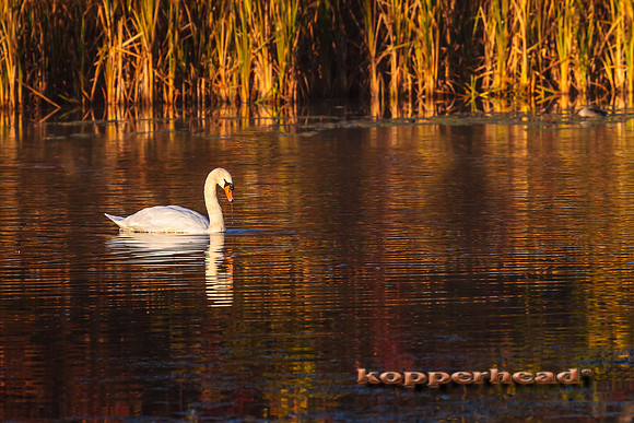 63860 11 2013 Kopperhead